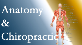 Amelia Chiropractic Clinic proudly delivers chiropractic care based on knowledge of anatomy to diagnose and treat spine related pain.