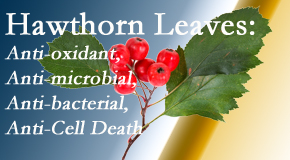 Amelia Chiropractic Clinic presents new research regarding the flavonoids of the hawthorn tree leaves’ extract that are antioxidant, antibacterial, antimicrobial and anti-cell death. 