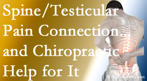 Amelia Chiropractic Clinic shares recent research on the connection of testicular pain to the spine and how chiropractic care helps its relief.