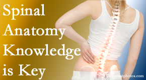 Amelia Chiropractic Clinic understands spinal anatomy well – a benefit to everyday chiropractic practice!