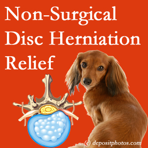 Often, the Fernandina Beach disc herniation treatment at Amelia Chiropractic Clinic effectively relieves back pain for those with disc herniation. (Veterinarians treat dachshunds’ discs conservatively, too!) 