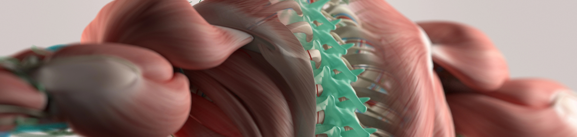 Fernandina Beach thoracic spine