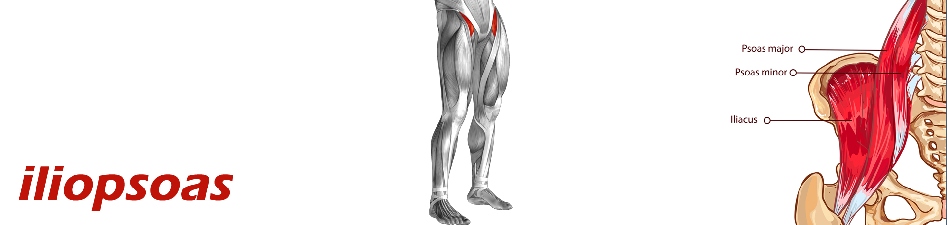 Fernandina Beach Back Pain and Iliopsoas Muscle Link