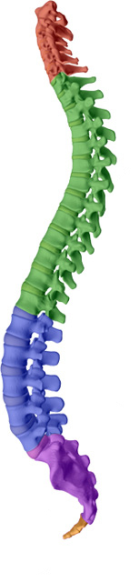 Amelia Chiropractic Clinic aims to help maintain or attain a healthy spine with healthy discs with Fernandina Beach chiropractic care.