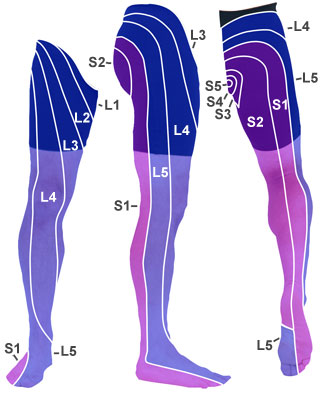 sciatic nerve distribution